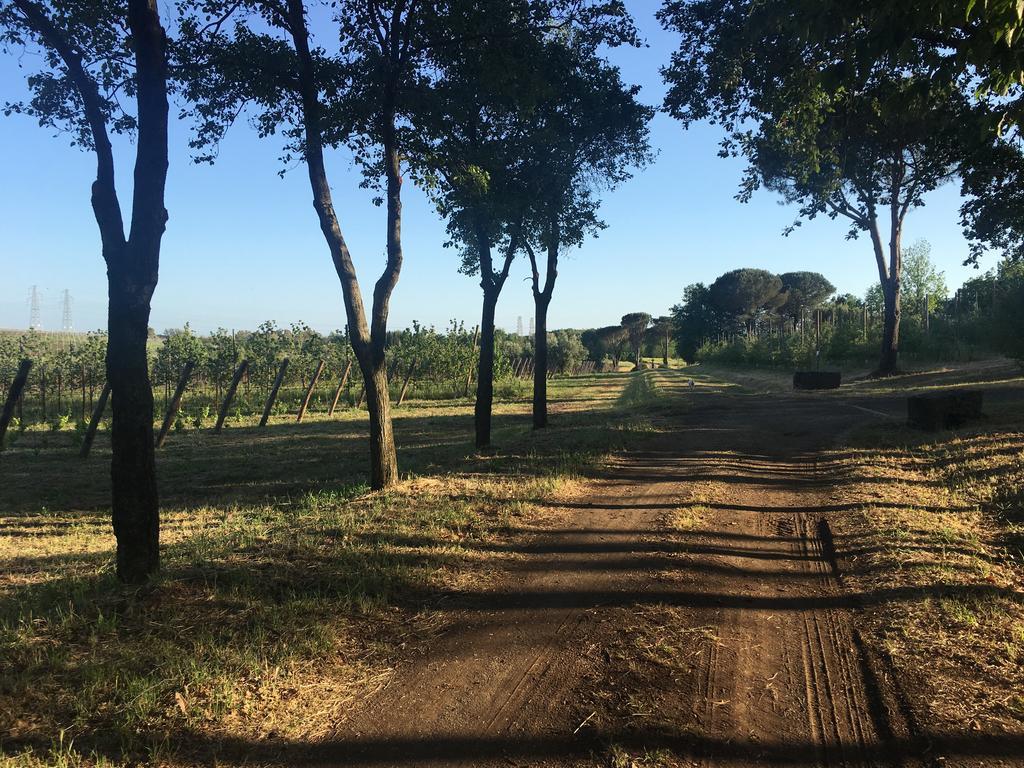 Il Casale Degli Ulivi - Agriturismo - Tenimenti Leone Lanuvio Exterior foto